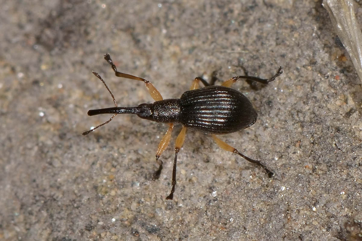 Apionidae: Protapion apricans?  Sì !